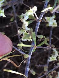 Image result for Phaeoptilum spinosum