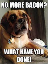 50 Funniest Dog Memes Of All Time Tired of the state of the world? 50 funniest dog memes of all time