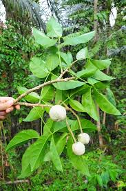 Image result for Crateva eminens