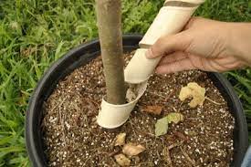 Check spelling or type a new query. Protect Your Tree Trunks With Tree Guards Stark Bro S