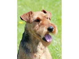 Image result for velšteriér