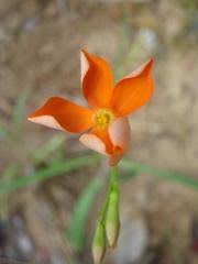 Image result for Viridivia suberosa