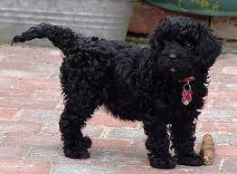The toy cavapoo size is a result of breeding the tiny/toy poodle and the cavalier king charles spaniel, both of which are small in size. Cavapoo Puppies Welcome To Our World Cavapoo Dogs Cavapoo Puppies Puppies And Kitties