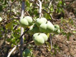 Image result for Spirostachys