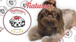 Ready to leave ready to leave: Tialusso 5 Star Uk Licenced Breeder Of Lush Imperial Shih Tzus Home Facebook