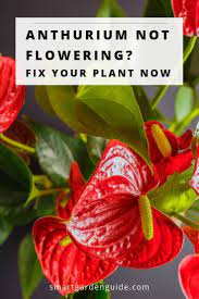 7 Ways To Make Your Anthurium Bloom If Your Flamingo Flower Isn T Blooming Try These 7 Tips To Fix Your Plant Hous Anthurium Plant Flamingo Flower Anthurium