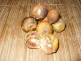 Image result for Vangueria madagascariensis