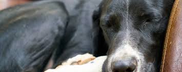 You are at:home»posts tagged hundegeruch aus wohnung entfernen. Unangenehmer Hundegeruch Ursachen Und Abhilfe Hundemagazin