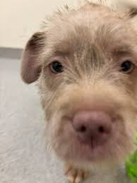 50 dogs up for adoption and ADOPTION FEES WAIVED TODAY for the Prince  William County Animal Services Bureau Kick Off Summer Event!!!‼️ Lots of  fun activities planned and who knows, you may