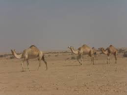 What is the moral of the story the arab and his camel? Challenges To Conservation Land Use Change And Local Participation In The Al Reem Biosphere Reserve West Qatar Springerlink