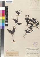 Image result for Conostomium natalense