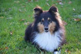Sensitive shelties crave companionship and thrive in family settings, though they can be shy around strangers. Shetland Sheepdog Sheltie Im Rasseportrait Deinetierwelt Magazin