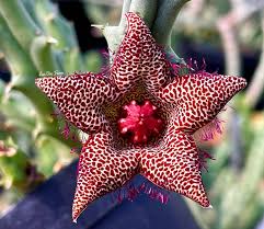 Image result for Orbea carnosa