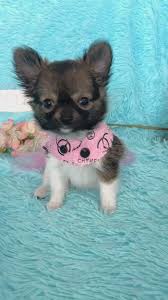 Tiny Chihuahua Puppy 9 Weeks Old Las Vegas Breeder Video Gifs Teacup Puppies Chihuahua Puppies Really Cute Puppies Chihuahua Puppies For Sale Baby Chihuahua Teacup Chihuahua Cute Dogs And