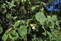Image result for Dombeya torrida