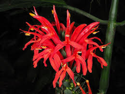 Image result for Pachystachys