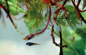 Can't seem to keep a plant alive? How To Care For A Tadpole Pond