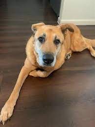 Petharbor Com Animal Shelter Adopt A Pet Dogs Cats Puppies Kittens Humane Society Spca Lost Found Animal Shelter Humane Society Kittens