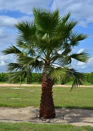 Image result for Washingtonia