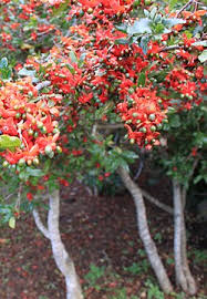 Image result for Ochna