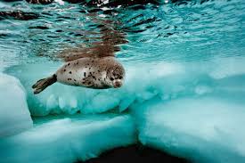 Slideshow Brian Skerry Photography National Geographic Photographers National Geographic Animals Ocean Animals