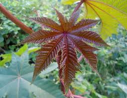 Image result for Ricinus communis