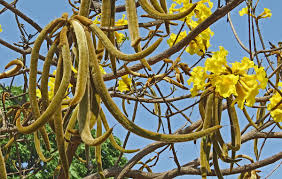 Image result for Handroanthus chrysotrichus