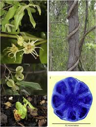 Image result for Combretum psidioides