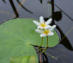 Image result for Nymphoides forbesiana