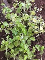 Image result for Peperomia fernandopoiana