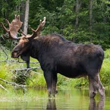 The camel is a friendly animal. Which Is Taller A Moose Or A Camel Purely Facts