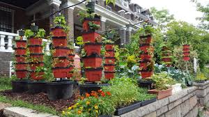 Eat them in a salad like you would other dark leafy greens. Veg Towers Cultivate The City