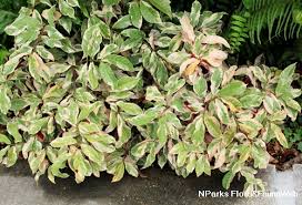 Image result for Excoecaria