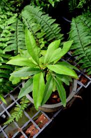 Image result for Hunteria zeylanica