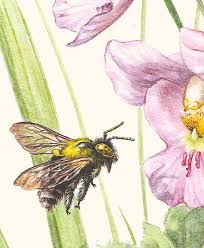 Image result for Eulophia cucullata