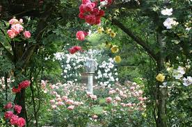 Following Spring Northward Old Westbury Gardens Wilson Kelsey Design Old Westbury Gardens Old English Roses Old Westbury