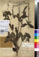 Image result for Otomeria