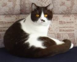 British Brits Korthaar Katten Brits