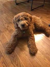 We do not raise any royal standard size puppies. Heartland Goldens And Mini Goldendoodles Goldendoodles And Golden Retrievers Yorktown Breeders Puppies In