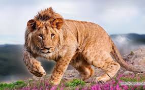 3. Leopon A leopon is a rare hybrid animal produced by mating a male  leopard with a female lion. Leopons exhibit a mix of traits from both  parent species. They usually have