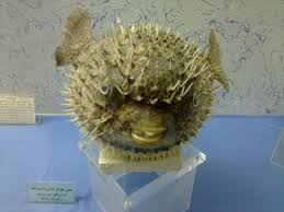 صور من المتحف الموجود في احد الاقسام الملحقة بـ ضريح الامام الرضا عليه السلام Lion Sculpture Art Sculpture