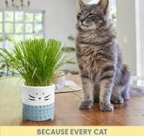 OEM Cat Grass Growing Kit with Cat Grass Seed Blue Cat Planter
