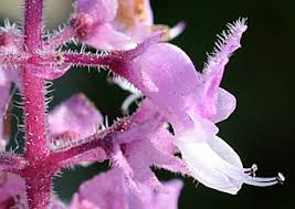 Image result for Syncolostemon elliottii