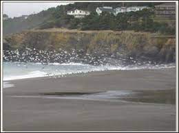 Gualala Point Regional Park