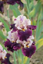 Tall Bearded Iris (Iris 'Plum Wicked ...