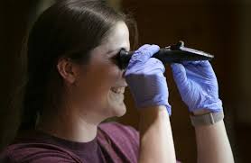 Endangered Blanding's turtles in Illinois face new threat from fungal  disease