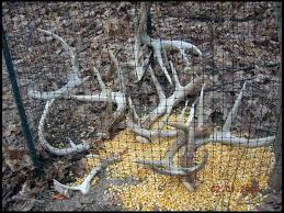 Whitetail deer antlers begin to grow in the early spring (usually march or april). Latest Metal Shed Shed Deer Antler Display Ideas