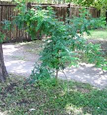 Image result for Phyllanthus reticulatus