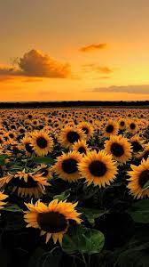 Miu On U201cu2600ufe0f Senja Req Kqaxxy U201d Akqaxxy Senja U201cu2600ufe0f U201d Sunflower Wallpaper Sunflower Iphone Wallpaper Nature Photography