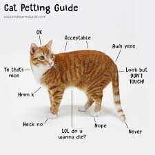 Pin On Cats